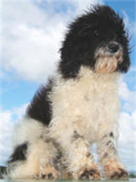 Image result for Commodore 64 Joystick