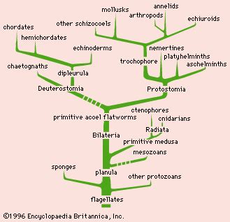 Image result for Evolutionary Steps