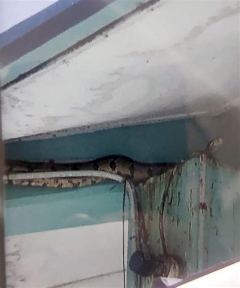 Afbeeldingsresultaten voor Nest of Python In-Ceiling