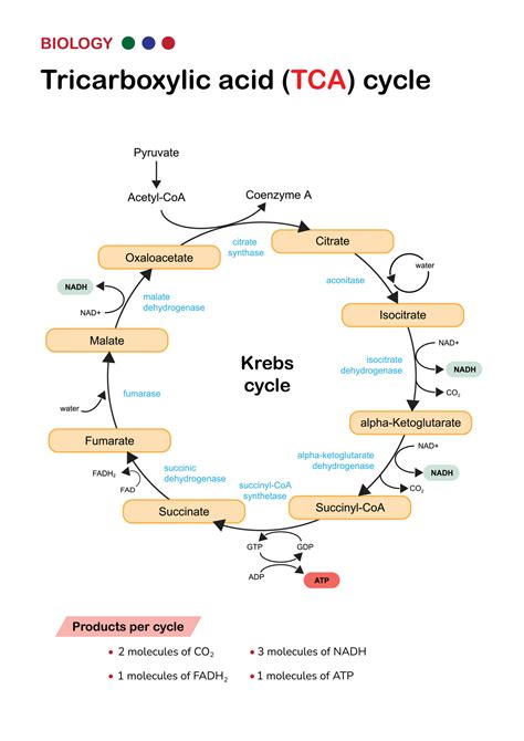 Khan Academy TCA Cycle に対する画像結果