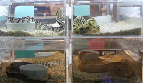 Pet Python Tank に対する画像結果