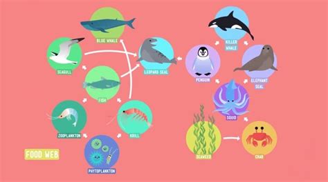 Food Chain Crash Course に対する画像結果