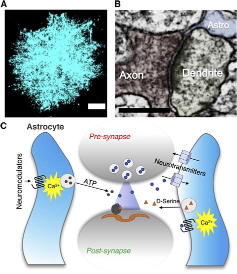 Cell Biology of Astrocyte-Synapse Interactions: Neuron