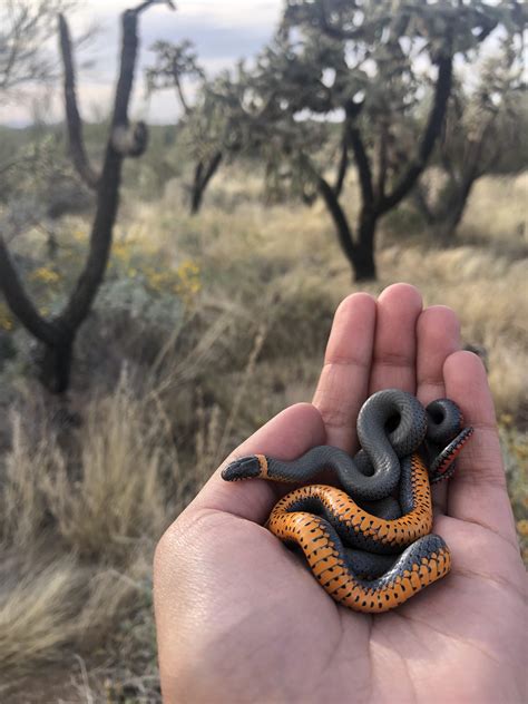Image result for Ringneck Python
