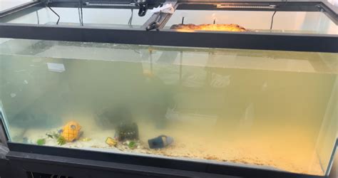 Image result for Yellow Belly Turtle Shell Rot