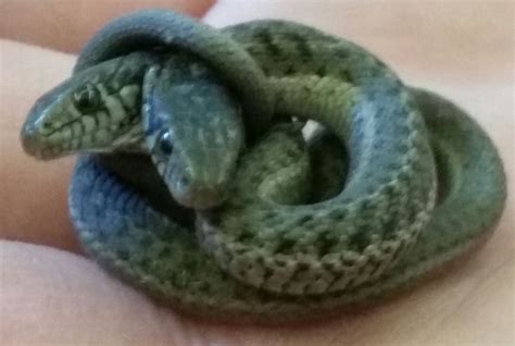 Image result for Two-Headed Baby Snake