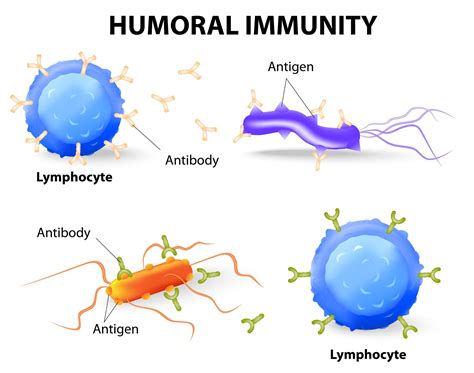Humoral Cellular Immunity に対する画像結果
