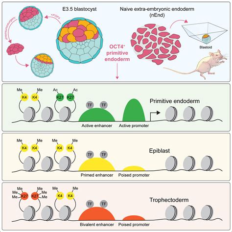 Maturation Cycle に対する画像結果
