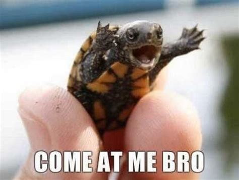 Image result for Turtle Meme