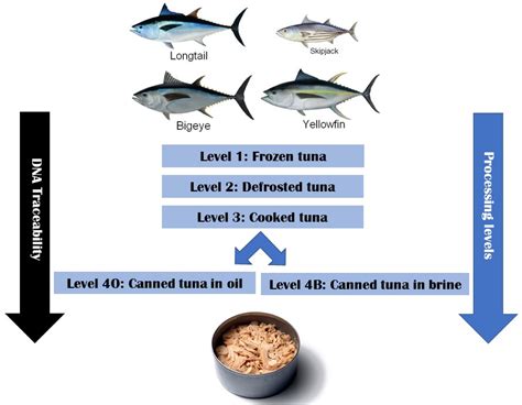 Afbeeldingsresultaten voor Tuna Canning Process