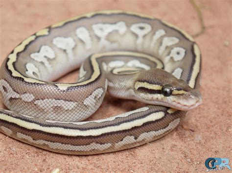 Bongo Black Pastel Lesser Ball Python に対する画像結果