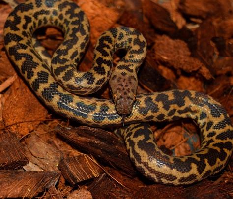 Image result for Spotted Python Backgrond