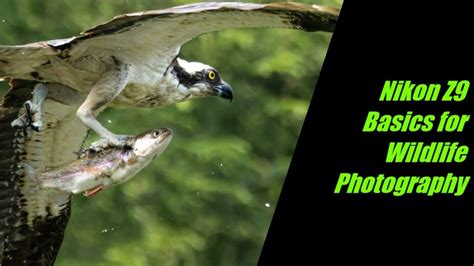 Image result for Wildlife Photography with Nikon Z9
