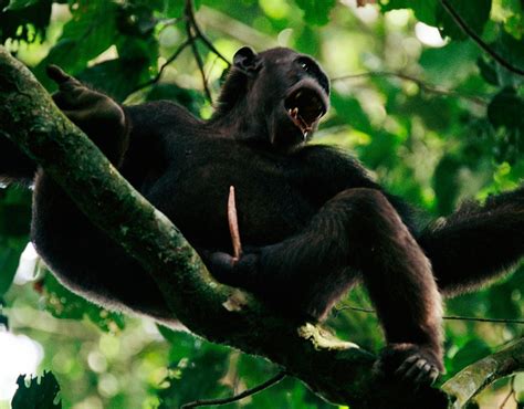 Toradh íomhá ar Monkey Pointing to Private Part