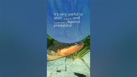 Image result for Strange Animal Adaptations