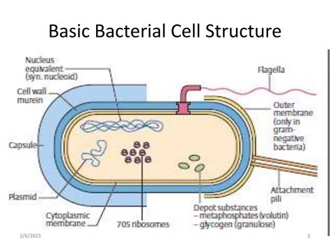 Image result for Structure of Bacteria Life Science