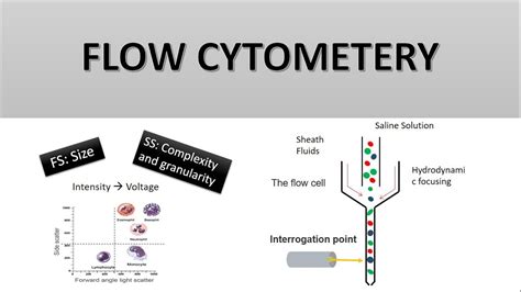 Image result for How Does Flow Cytometry Work