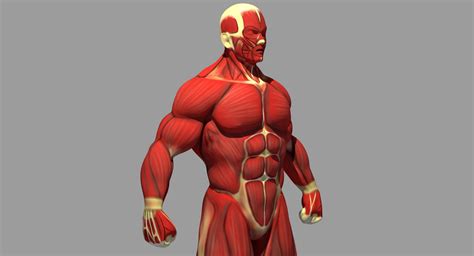 Image result for Anatomy Muscle Model