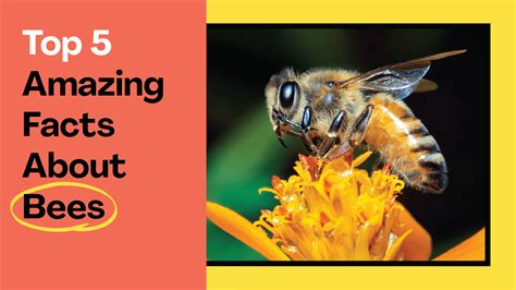 Toradh íomhá ar Why Do Bug Bites Itch