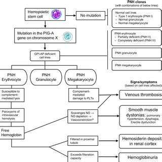 Toradh íomhá ar Hemoglobinuria Urine Color