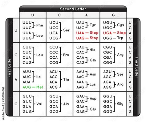 Image result for mRNA Diagram Labelled Codon