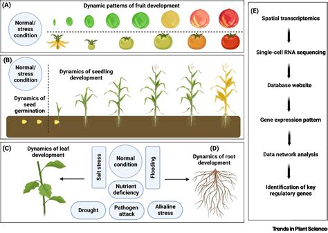 Image result for Plant Transcriptomics