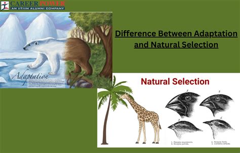 Image result for Example of Animal Evolution in Natural Selection