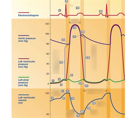 Printable Cycle Graph എന്നതിനുള്ള ഇമേജ് ഫലം