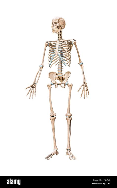 Toradh íomhá ar Skeleton Anatomy Blank