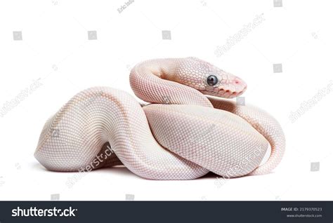 Image result for Blue Python Snake