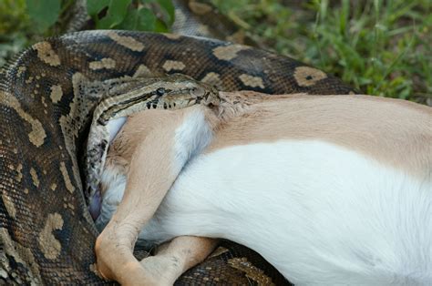 Image result for Burmese Python Food Chain