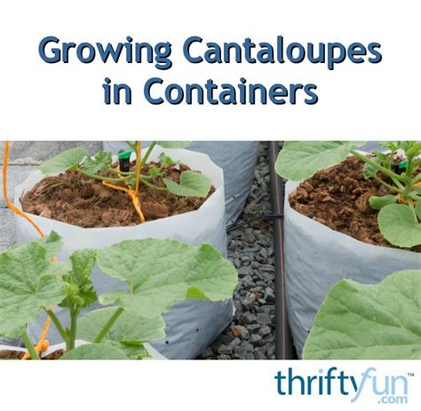 Afbeeldingsresultaten voor Growing Cantaloupe in Containers