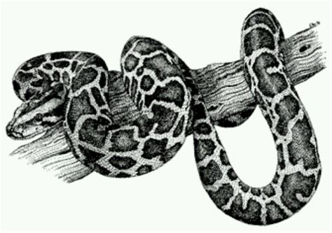 Image result for How to Draw a Realistic Burmese Python