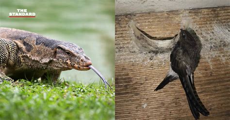 Image result for Python Farming