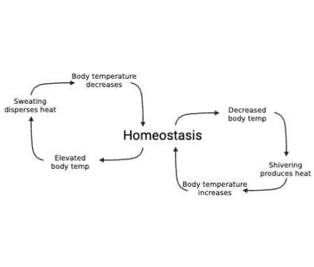Negative Feedback Loop Fever に対する画像結果
