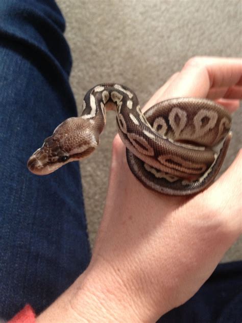 Image result for Nails Ball Python