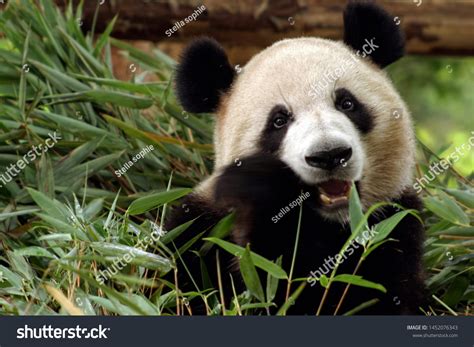 Image result for Endangered Animals Panda