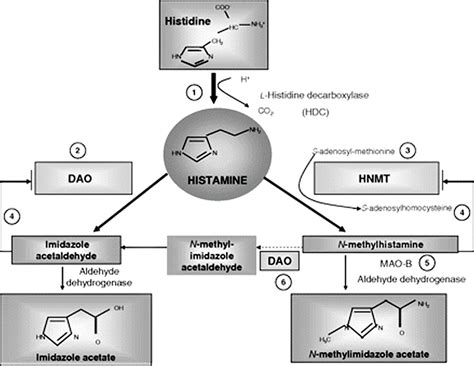 Afbeeldingsresultaten voor Histamine Allergic Reaction
