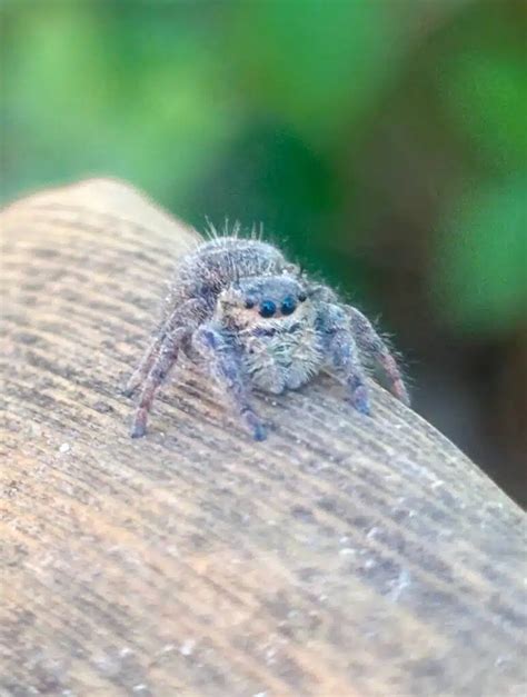 Spider Web Flight に対する画像結果