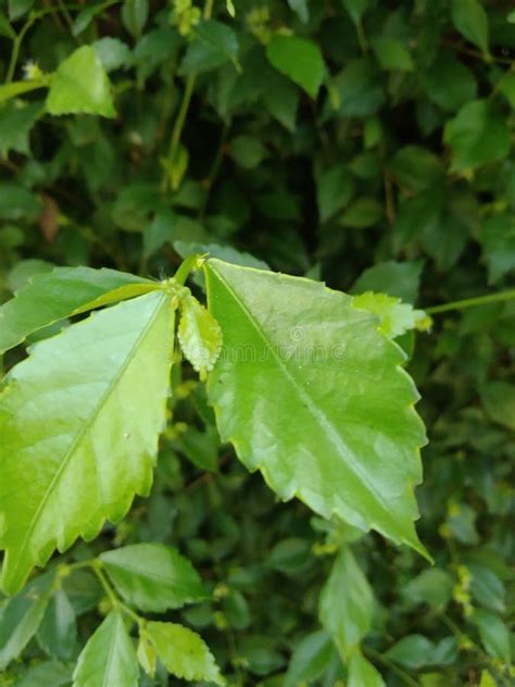 Toradh íomhá ar Tea Species
