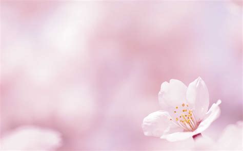 Image result for Spring Wallpaper Simple