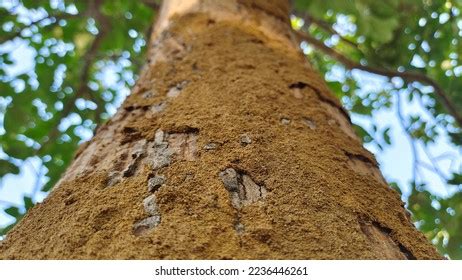 Image result for Termite Nest in Tree