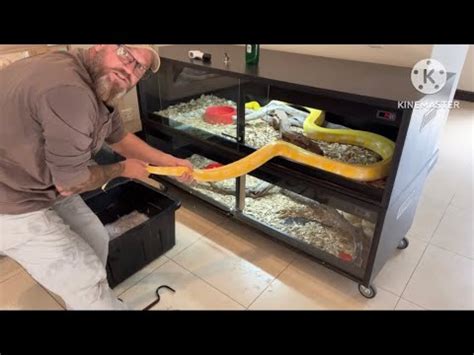 Toradh íomhá ar Reticulated Python Zoo Enclosure