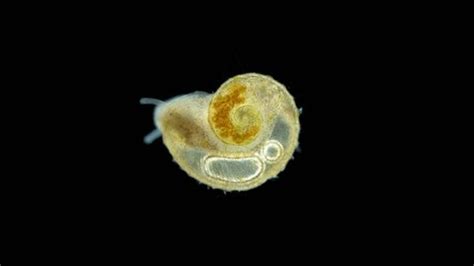 Planorbidae に対する画像結果