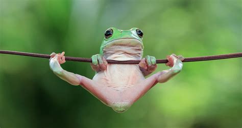 Image result for Beautiful Ob Amazing Frog