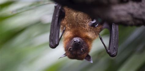 Image result for Wisconsin Bat Program