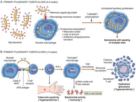 M. Tuberculosis Pathogenesis に対する画像結果