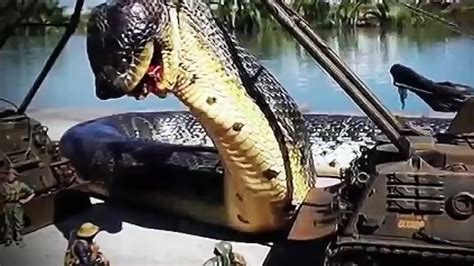 Anaconda in Amazon River ಗಾಗಿ ಇಮೇಜ್ ಫಲಿತಾಂಶ