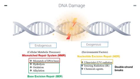 Image result for DNA Repair