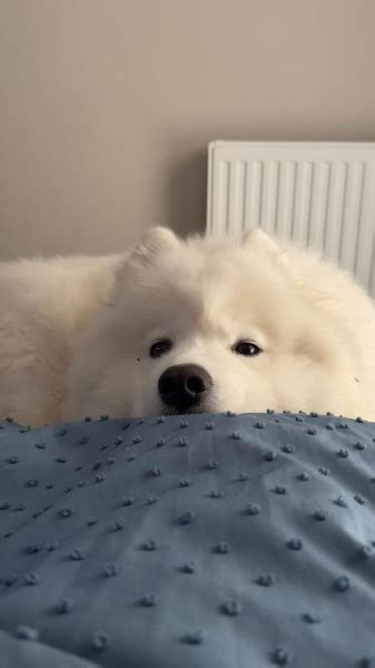 Image result for Appy Discord